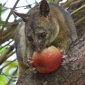 Possum Removal Melbourne Possum Removal Melbourne